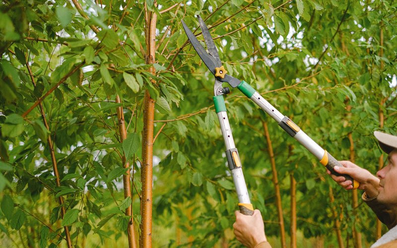 Tree trimming in Cloutierville, LA